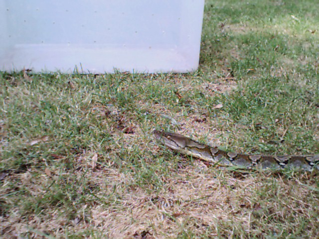 reticulated python