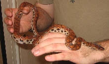 My Female BRB