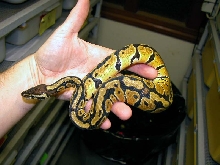 New pastel male