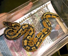 new pastel male2