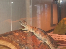 Rex