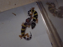 het blizzard leopards