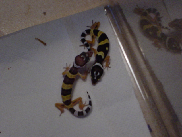 het blizzard leopards