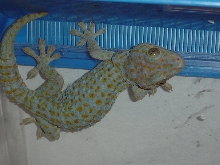 female gecko gecko