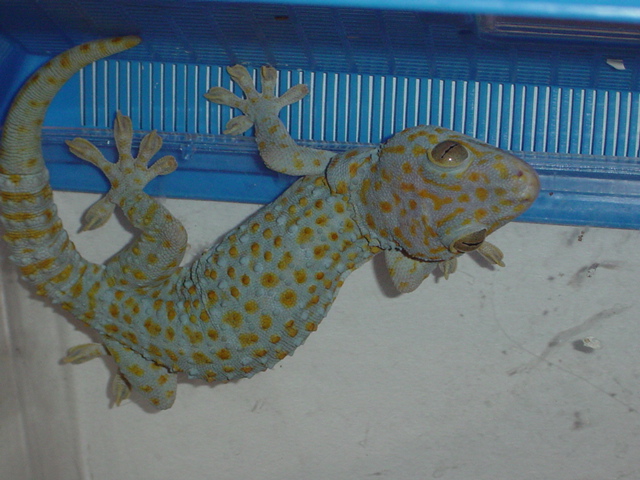 female gecko gecko