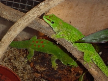 phelsuma grandis