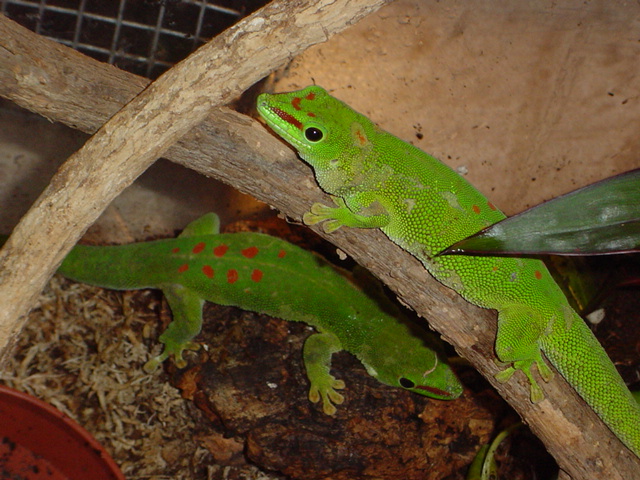 phelsuma grandis