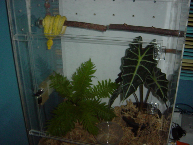 terrarium with sub adult gtp