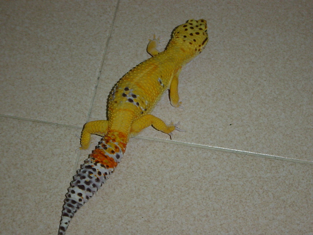 tangerine