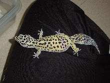 gravid female
