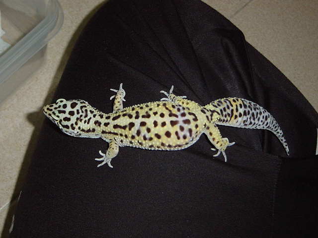 gravid female