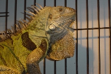 4 year old green iguana