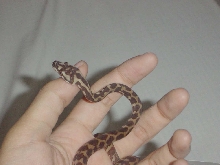 irian jaya