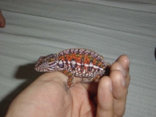 female carpet chameleon