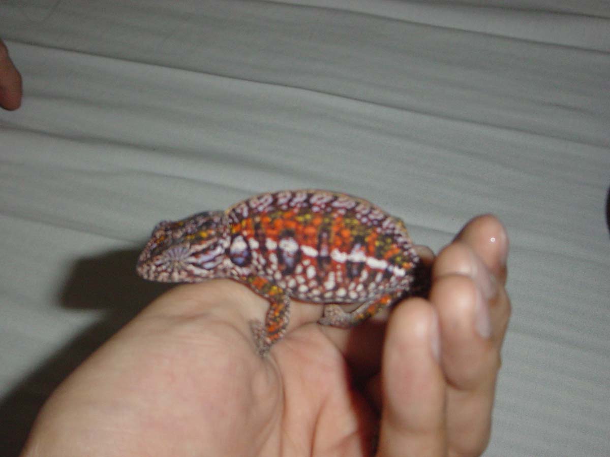 female carpet chameleon