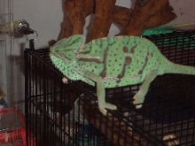 female veiled
