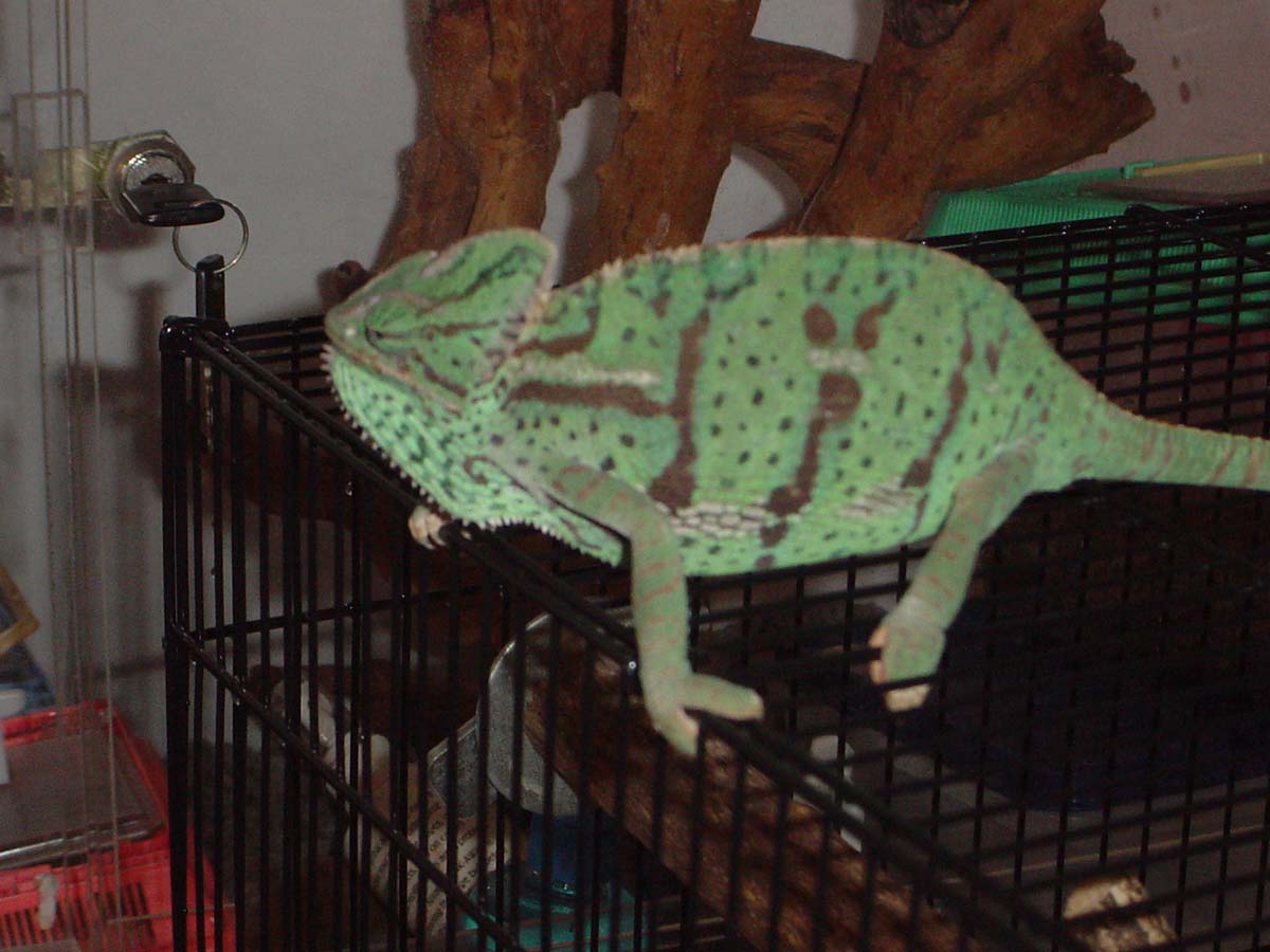 female veiled