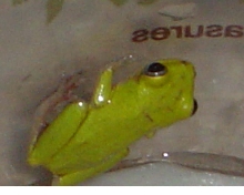 what species?