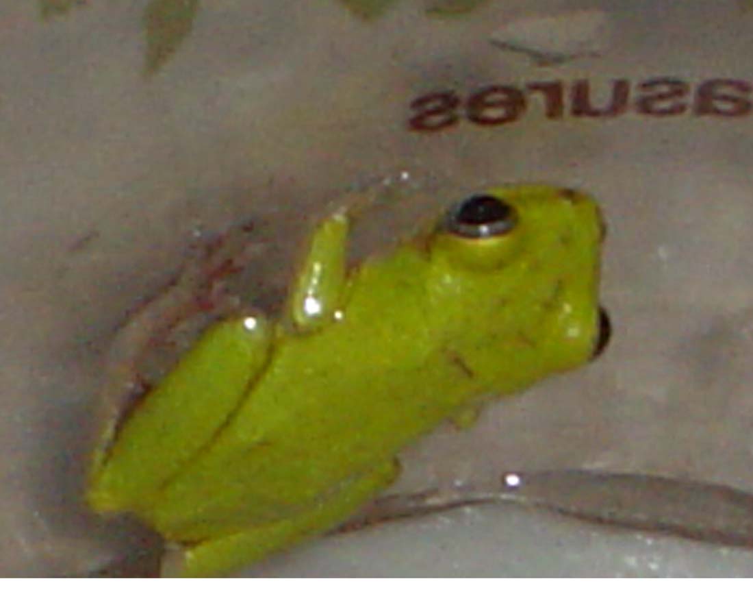what species?