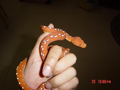 red gtp