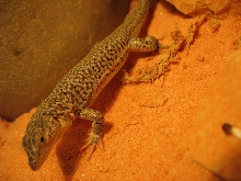 what lizard? ameiva?