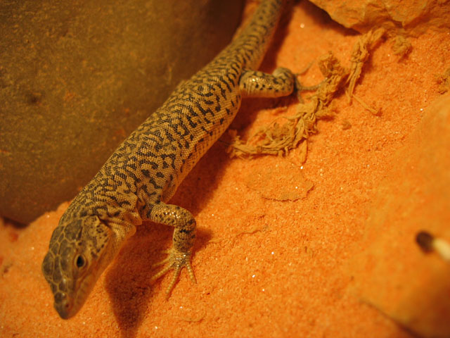 what lizard? ameiva?