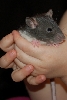 Stuart in Rebecca's hands