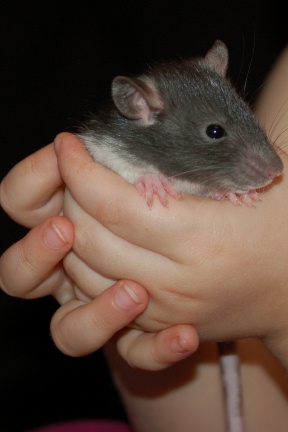 Stuart in Rebecca's hands