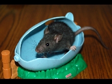 Turner in a toy egg