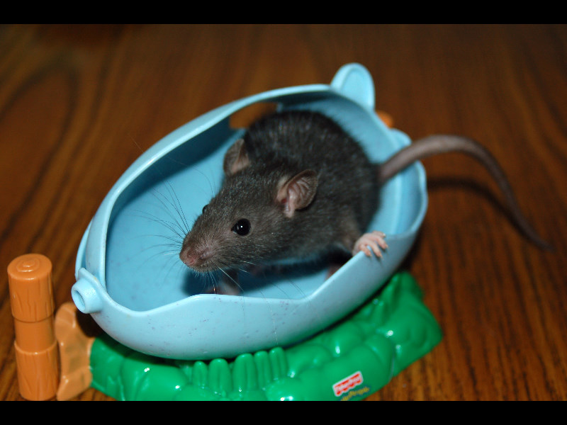 Turner in a toy egg