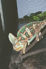 Mad cham