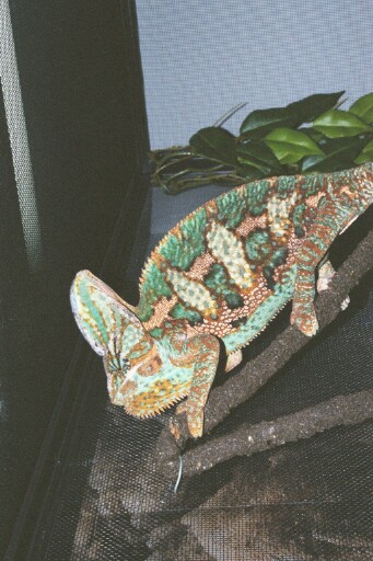 Mad cham