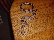 Guyana Boa Constrictor
