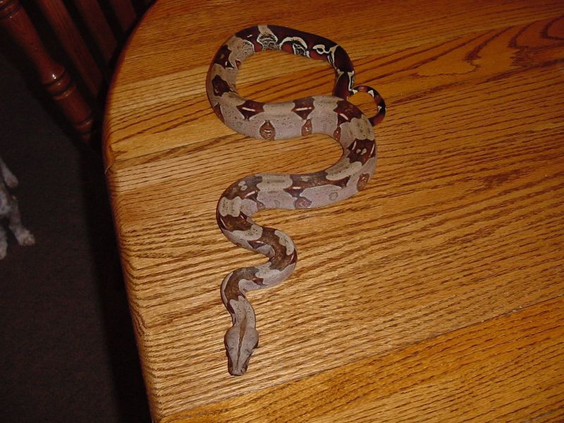 Guyana Boa Constrictor
