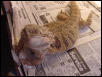 Female Flame Tiger