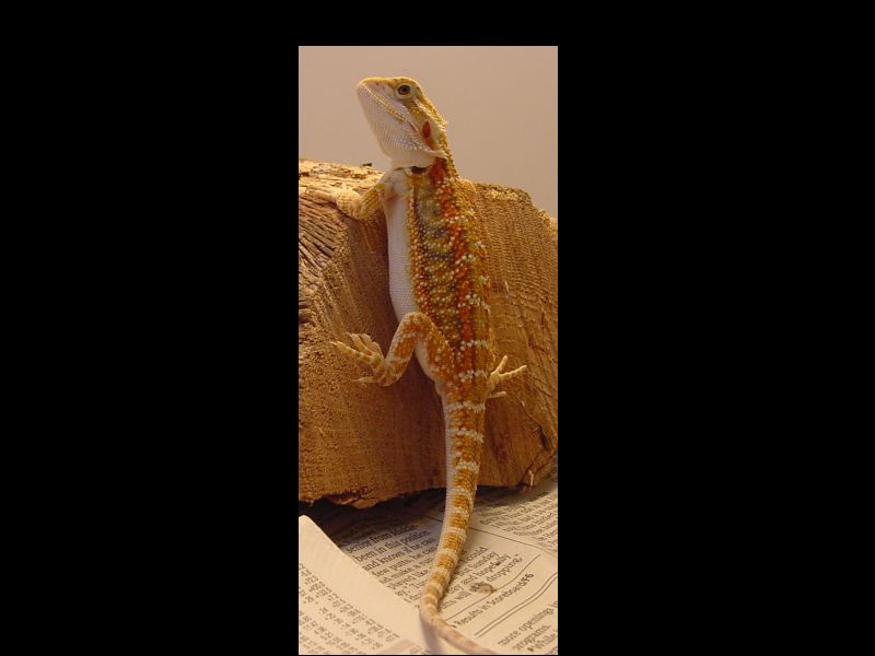 Juvenile Male Orange Line