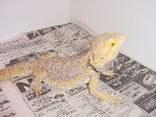 Adult Male Bearded Dragon