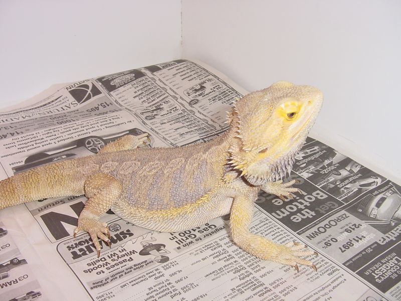 Adult Male Bearded Dragon