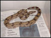 Female Surinam Boa Constrictor
