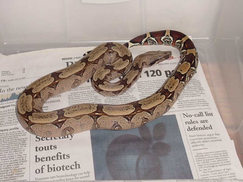 Female Surinam Boa Constrictor
