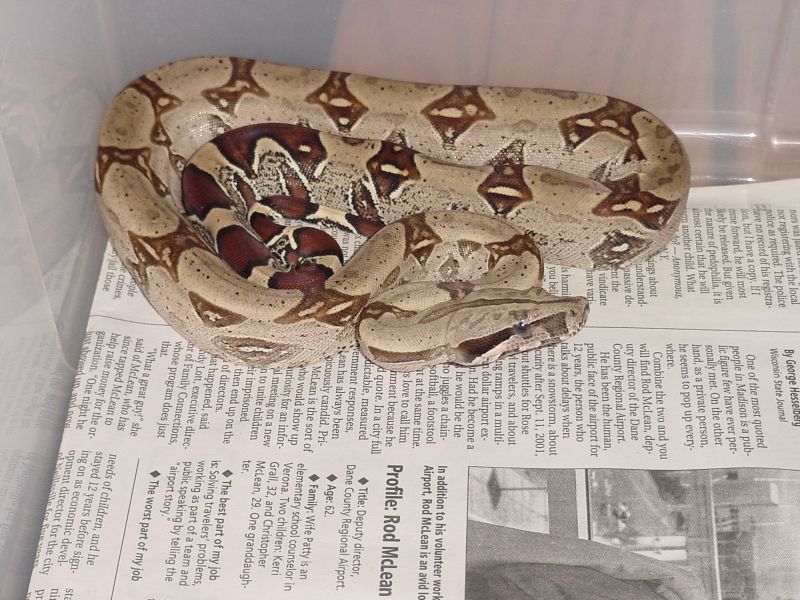 Female Peruvian Boa Constrictor