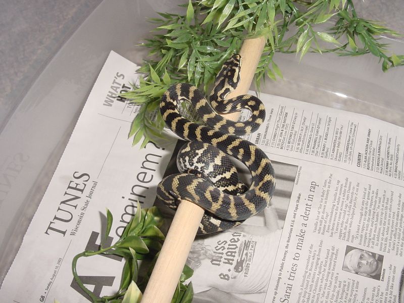 Male Juvenile Jungle Carpet Python