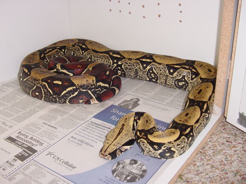 7 Ft. Peruvian Male