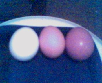 eggs