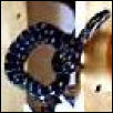 Coastal Carpet Python