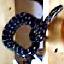 Coastal Carpet Python