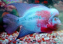 Flowerhorn