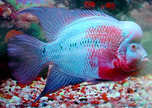 Flowerhorn