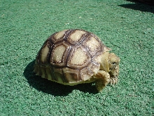 SulcatanamedPancho