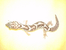 CentralAmericanBandedGEcko